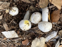 Agaricus xanthodermus