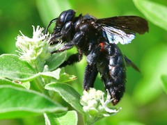 Xylocopa strandi