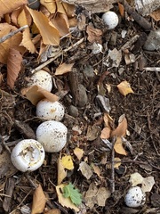 Agaricus xanthodermus