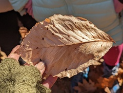 Acalitus ferrugineum