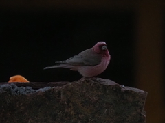 Carpodacus synoicus