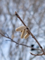 Corylus cornuta