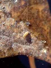 Poduridae