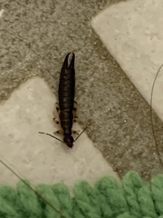 Euborellia annulipes