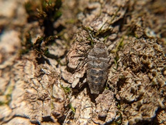 Alsophila pometaria