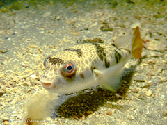 Tetractenos glaber