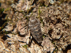 Alsophila pometaria