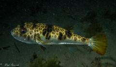 Tetractenos glaber