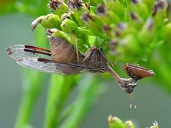 Dicromantispa interrupta