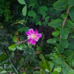 Pereskia