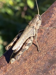 Melanoplus ponderosus