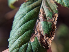 Stigmella villosella