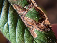 Stigmella villosella