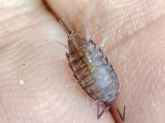 Halophiloscia couchii