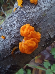 Dacrymyces chrysospermus