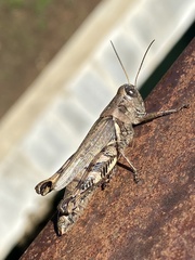 Melanoplus ponderosus