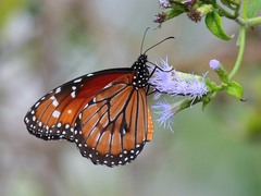 Danaus eresimus