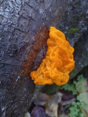 Dacrymyces chrysospermus