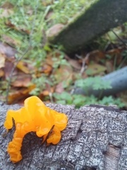 Dacrymyces chrysospermus