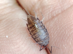 Halophiloscia couchii