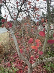 Cotinus obovatus