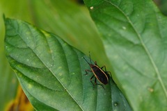 Iphita limbata