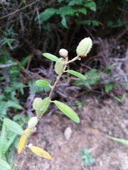 Helicteres angustifolia
