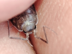 Halophiloscia couchii