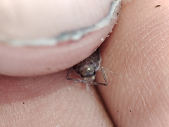 Halophiloscia couchii