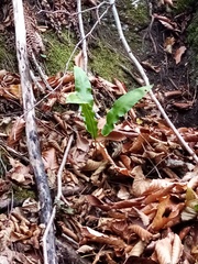 Asplenium scolopendrium scolopendrium