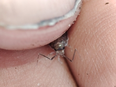 Halophiloscia couchii