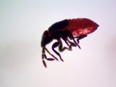 Lygaeidae