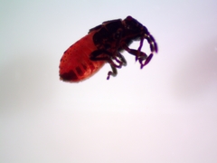 Lygaeidae