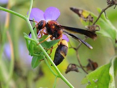 Euodynerus crypticus