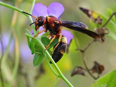 Euodynerus crypticus