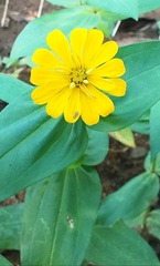 Zinnia