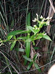 Hedyotis acutangula