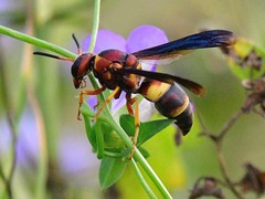 Euodynerus crypticus