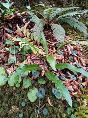 Asplenium scolopendrium scolopendrium