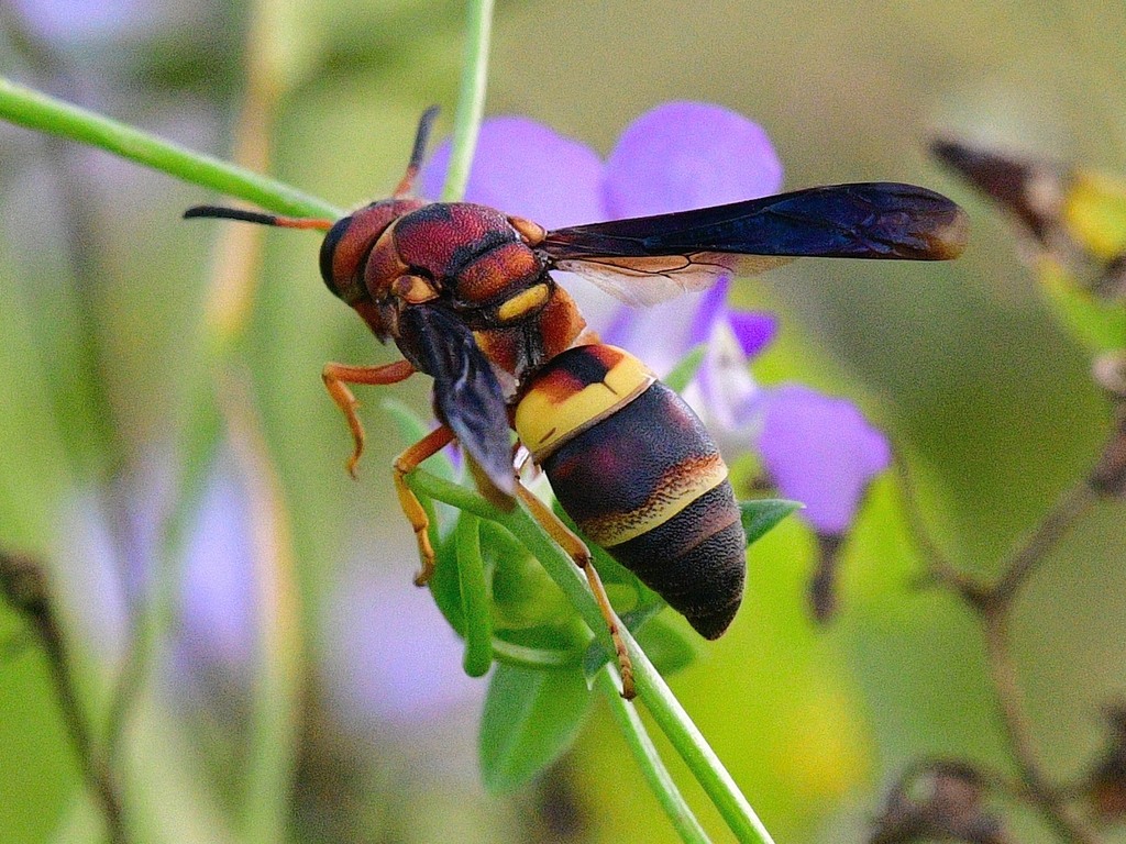 Euodynerus crypticus