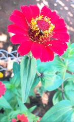 Zinnia violacea image