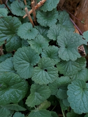 Glechoma hederacea