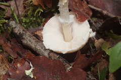 Verrucosporaceae