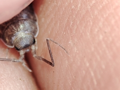 Halophiloscia couchii