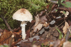 Verrucosporaceae