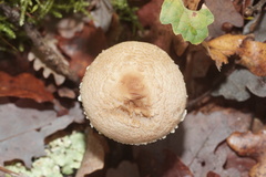 Verrucosporaceae