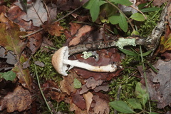 Verrucosporaceae