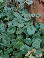 Glechoma hederacea