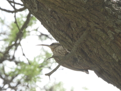 Lepidocolaptes angustirostris