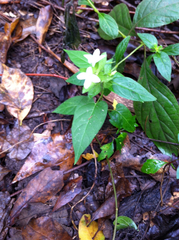 Yeatesia viridiflora